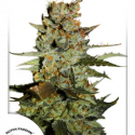 Auto Blueberry Auto Feminised Cannabis Seeds | Dutch Passion 