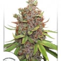 Auto Glueberry OG Feminised Cannabis Seeds | Dutch Passion 