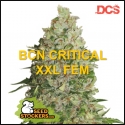 BCN Critical XXL Feminised Cannabis Seeds | Seed Stockers