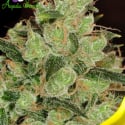 Banana Kush Feminised Cannabis Seeds - Anesia Seeds