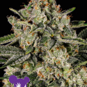 Banana MAC Feminised Cannabis Seeds - Anesia Seeds