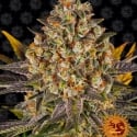 Banana Punch Feminised Cannabis Seeds | Barney's Farm 