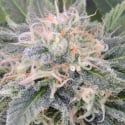 Black Ghost OG Feminised Cannabis Seeds | Original Sensible Seeds