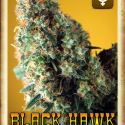 Black Hawk Auto Feminised Cannabis Seeds | Rockwell Seeds