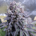 Black Valium Feminised Cannabis Seeds | Top Shelf Elite