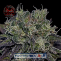 Black Widow Feminised Cannabis Seeds | Positronics