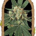 Blue Monkey Feminised Cannabis Seeds | Exotic Seeds