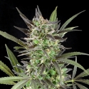 Blue Venom Feminised Cannabis Seeds