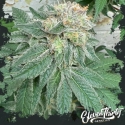 Blue Zlushi - Eleven Thirty Genetics