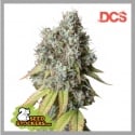 Bruce Banner Auto Feminised Seeds | Seed Stockers