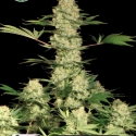 Bubblegum Auto Feminised Cannabis Seeds | Kera Seeds