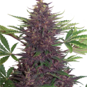 Purple Kush Automatic Feminised Cannabis Seeds | Buddha Seeds