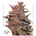 CBD Auto Blackberry Kush Feminised Cannabis Seeds | Dutch Passion