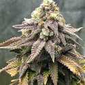 Cali Mango Mass Feminised Cannabis Seeds | Critical Mass Collective Seeds