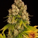 Cheese Auto Feminised Cannabis Seeds | Barney's Farm 