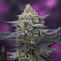 Cherrygasm Regular Cannabis Seeds | TGA Seeds