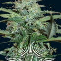 Colossus Auto Feminised Cannabis Seeds | 7 Dwarf Seeds