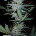 Medical Crazy Mouse (Medical Cheese) Feminised Cannabis Seeds | Kera Seeds