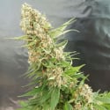 Critical Gorilla Feminised Cannabis Seeds | Expert Seeds