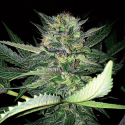 Critical Lights Feminised Cannabis Seeds | Expert Seeds