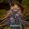 Critical 47 Auto Express Feminised Cannabis Seeds | Positronics