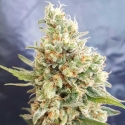 Crystal Dwarf Auto Regular Cannabis Seeds