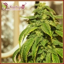 D’oh Si D’ohpe Feminised Cannabis Seeds – Dr Krippling