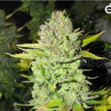 Devil Fruit Feminised Cannabis Seeds