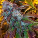 Funk Dawg Regular Cannabis Seeds | Dankonomics Genetics