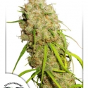 Desfran Feminised Cannabis Seeds | Dutch Passion 