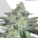 Diesel Berry Auto Feminised Cannabis Seeds | Auto Seeds.