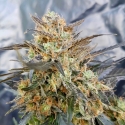 Dieselicious Feminised Cannabis Seeds | Freedom of Seeds