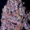 Don Gelato Feminised Cannabis Seeds | Don Avalanche Seeds