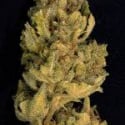 Don Lemon Glue Feminised Cannabis Seeds | Don Avalanche Seeds