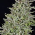 Don Wedding Cake Feminised Cannabis Seeds | Don Avalanche Seeds