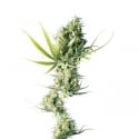 Durban Regular Cannabis Seeds | Sensi Seeds 