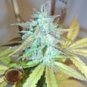 Lemon Haze Auto Regular Cannabis Seeds | Emerald Triangle Seeds