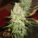 Blackberry OG Regular Cannabis Seeds | Emerald Triangle Seeds  