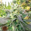 Blueberry Headband Feminised Cannabis Seeds | Emerald Triangle Seeds