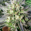 Grapefruit Kush Feminised Cannabis Seeds | Emerald Triangle Seeds