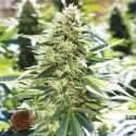 Lemon Diesel Feminised Cannabis Seeds | Emerald Triangle Seeds