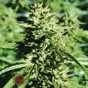 Lost Coast O.G. Feminised Cannabis Seeds | Emerald Triangle Seeds 