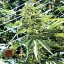 Sour Lemon OG Regular Cannabis Seeds | Emerald Triangle Seeds