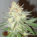 Cotton Candy Cane Regular Cannabis Seeds | Emerald Triangle Seeds