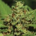 Emerald Fire OG Auto Feminised Cannabis Seeds - Humboldt Seed Company