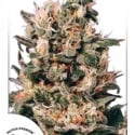 Euforia Feminised Cannabis Seeds | Dutch Passion 