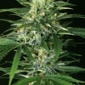 Gipsy Widow Feminised Cannabis Seeds