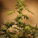 White Jewel Regular Cannabis Seeds