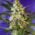 Fast Bud Auto Feminised Cannabis Seeds | Sweet Seeds