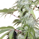 Pineapple Punch Regular Cannabis Seeds